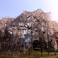 DSCF7564