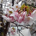 舟屋の里・伊根の桜（４）