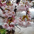 舟屋の里・伊根の桜（５）
