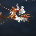 忍野八海の花 190423 03