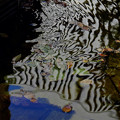 Photos: 枯葉～舞う♪