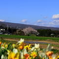 Photos: 桜と水仙