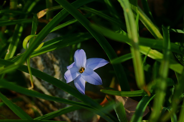 一番花