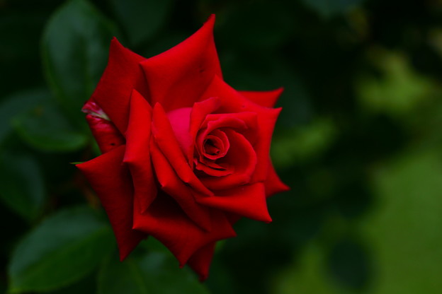 赤い薔薇