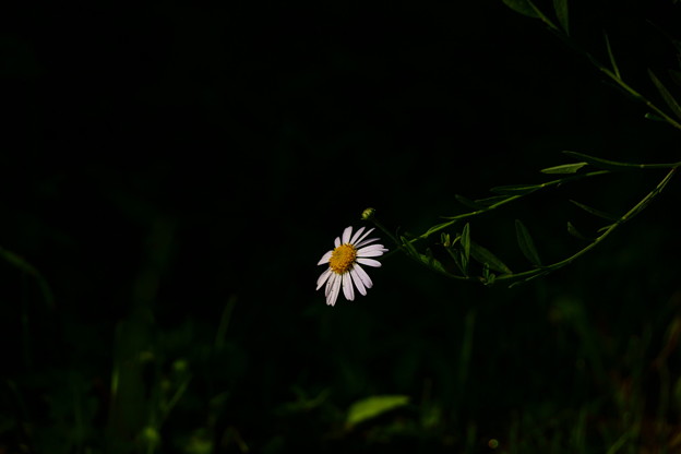 野辺の花