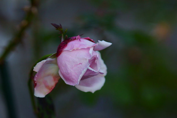 DSC01261