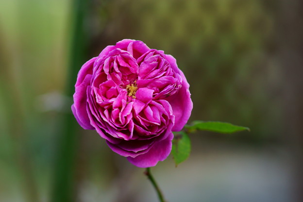 DSC01275