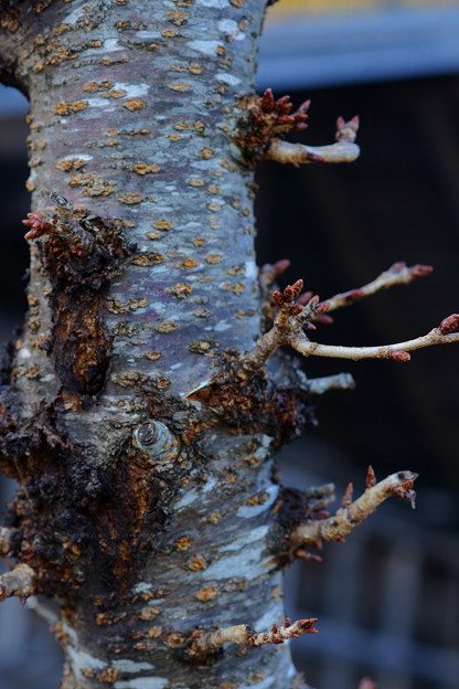 八重桜