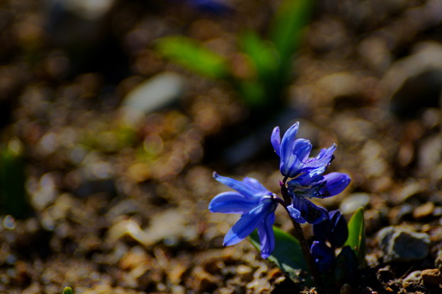 シラーシべリカ青花