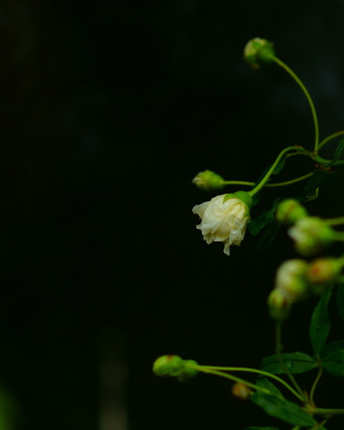 白モッコウ薔薇