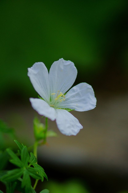 DSC00135