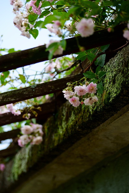DSC00619