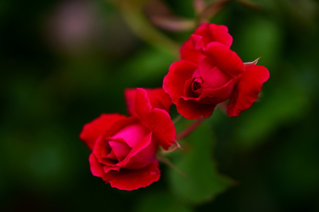 DSC00836