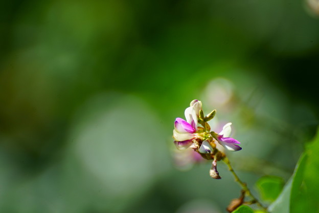 萩の花