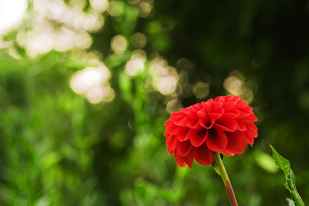 花の香り