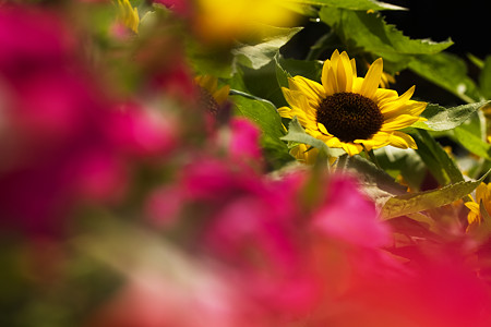 真夏の花