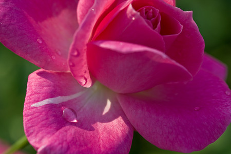 薔薇の雫