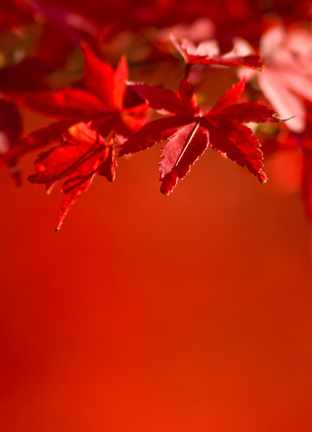 紅葉