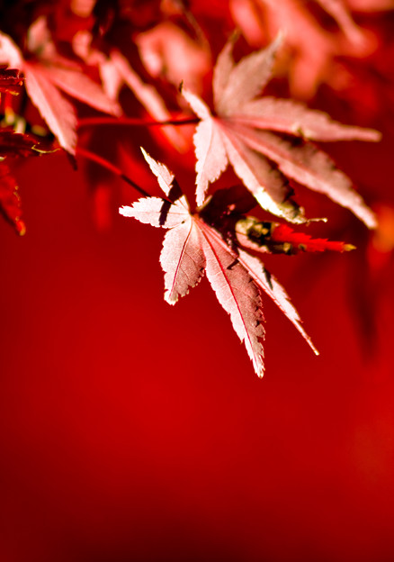 陽の当たる紅葉