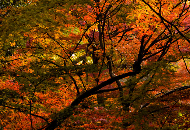 日射しと紅葉