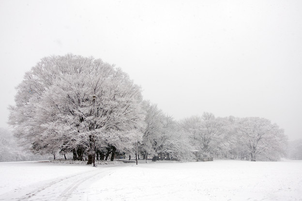 雪の砧公園