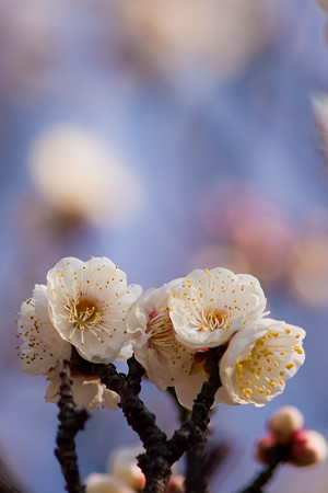 花束