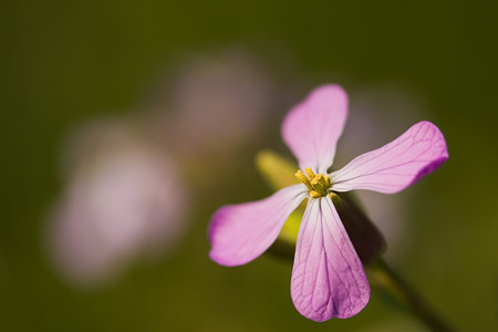 紫の花