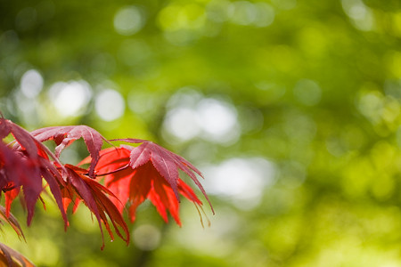 初夏の紅葉
