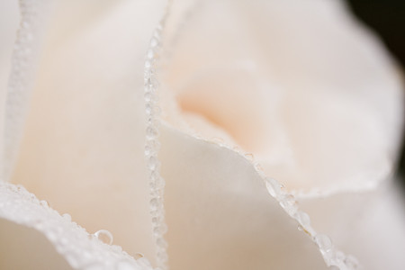 雨の薔薇
