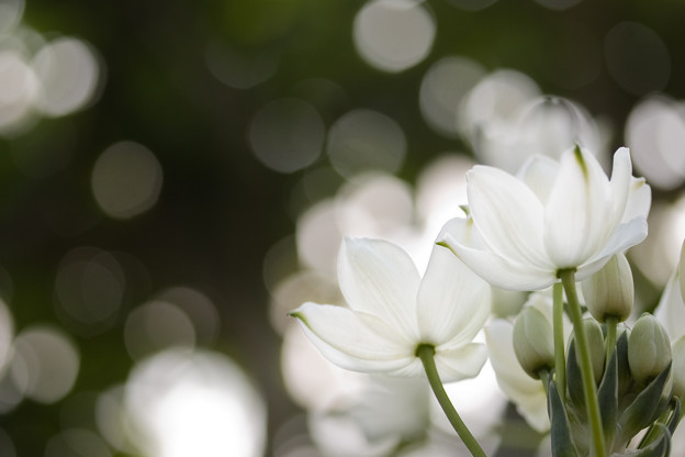 白の花