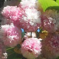 Photos: フィナーレを飾る菊桜＠千光寺山