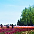Photos: GW五月晴れのチューリップ畑＠世羅高原・観光農園
