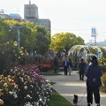 Photos: 五月のばら公園の散歩道＠福山ばら祭2018（準備中）