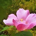 Photos: 秋の酔芙蓉（ｽｲﾌﾖｳ）＠瑠璃山周辺