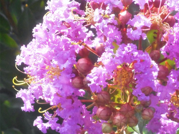 ﾌﾘﾙがいっぱい ｲｯｻｲｻﾙｽﾍﾞﾘ 夏の花壇の百日紅 園芸品種 写真共有サイト フォト蔵