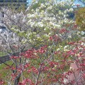 桜並木に紅白のﾊﾅﾐｽﾞｷ＠黒崎水路