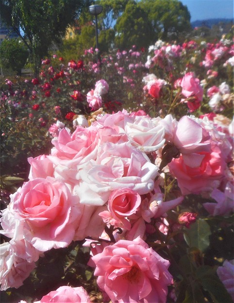 5月のﾛｰｽﾞﾋﾙの薔薇＠緑町公園