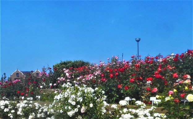 ﾛｰｽﾞﾋﾙの白い薔薇 ”ｴｰﾃﾞﾙﾜｲｽ”など＠緑町公園