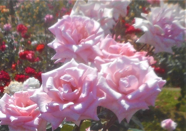 ﾛｰｽﾞﾋﾙの甘い薔薇＠緑町公園