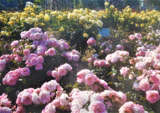 風薫る五月の薔薇 ”天津乙女”＆”優花”＠福山ばら公園
