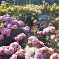 Photos: 風薫る五月の薔薇 ”天津乙女”＆”優花”＠福山ばら公園