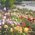 Photos: 初夏に咲く満開の薔薇たち＠緑町公園・ﾛｰｽﾞﾋﾙ