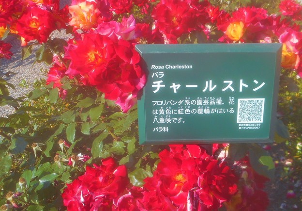 初夏の紅い薔薇 ”ﾁｬｰﾙｽﾄﾝ”＠中央公園＠詳細はQRｺｰﾄﾞから