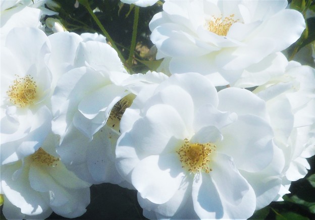 天空に咲く白い薔薇 ”ｱｲｽﾊﾞｰｸﾞ”＠緑町公園ﾛｰｽﾞﾋﾙ