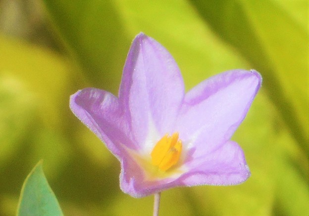 夏の小さな花 &quot;ﾙﾘﾔﾅｷﾞ&quot;＠別名 ”ﾘｭｳｷｭｳﾔﾅｷﾞ”（ﾅｽ科）