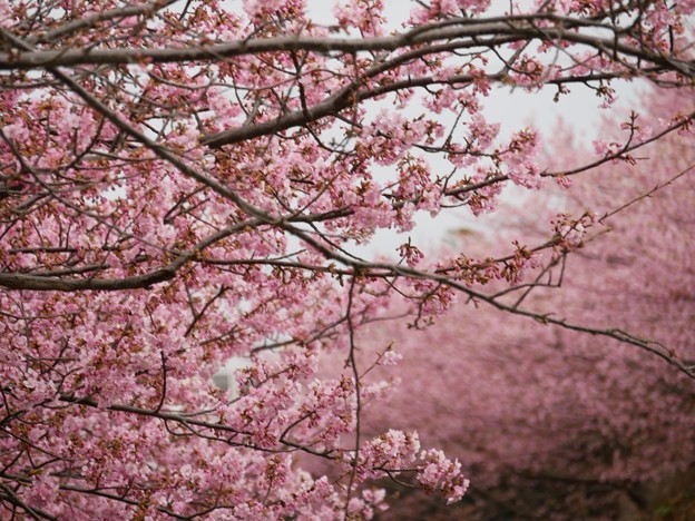 写真: 8
