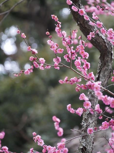 写真: 15