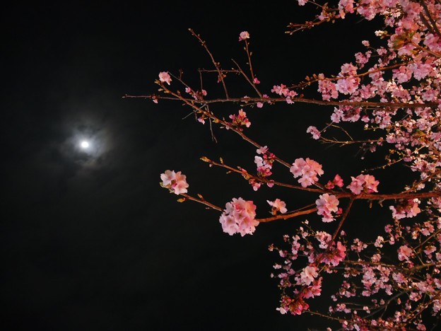 写真: 17