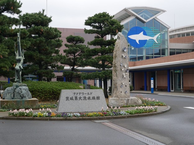 写真: 2大洗水族館