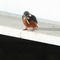 IMG_4450 (1280x853)